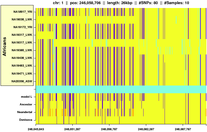 \begin{figure*}\centering
\includegraphics[width=\textwidth]{/system/user/hochreit/linkage/paper/manuscripts/eps/neandertal3}\end{figure*}